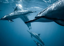 kaiyun：跨越云端的生活美学与商业新风尚